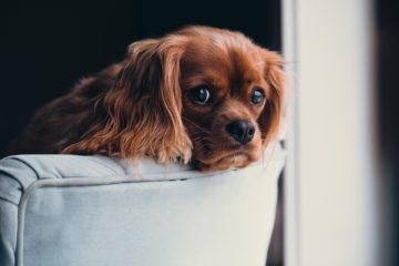 photo-puppy | good apartment dog breeds | Vita Apartment Locators Denver, Seattle